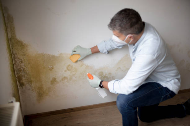 Best Emergency Mold Remediation  in Keshore, LA